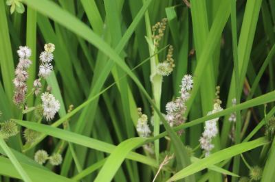 <i>Sparganium erectum</i>