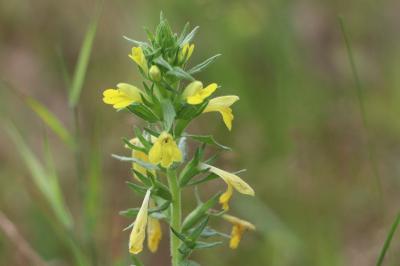Orobanchaceae