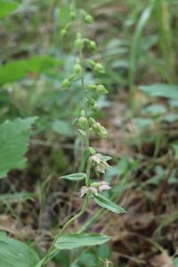 <i>Epipactis helleborine</i>