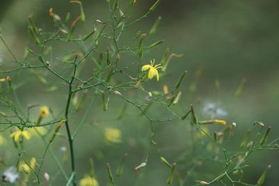 <i>Lactuca muralis</i>