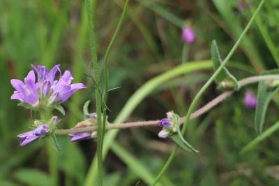 <i>Campanula glomerata</i>