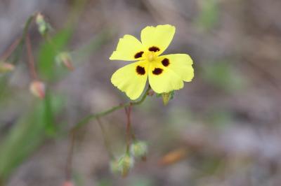 <i>Tuberaria guttata</i>