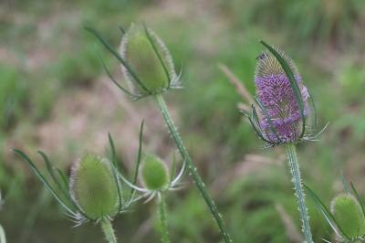 Caprifoliaceae