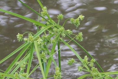<i>Cyperus eragrostis</i>