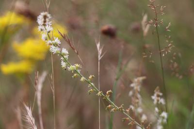 Resedaceae