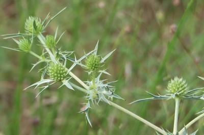 <i>Eryngium campestre</i>
