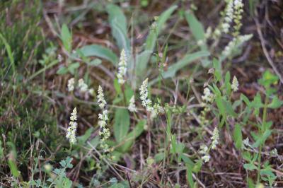 <i>Sesamoides purpurascens</i>