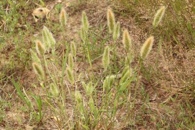 <i>Polypogon monspeliensis</i>