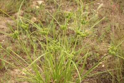 <i>Cyperus eragrostis</i>