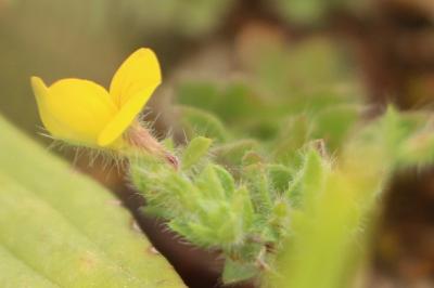 <i>Lotus angustissimus</i>