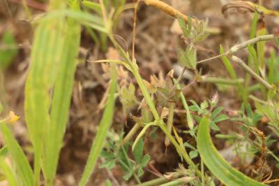 <i>Lathyrus angulatus</i>