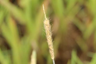 <i>Alopecurus geniculatus</i>