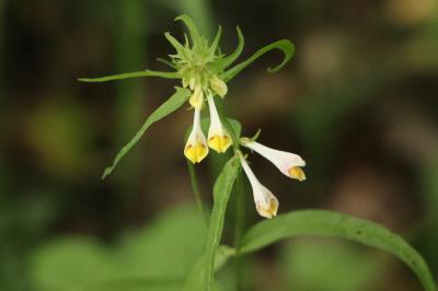 <i>Melampyrum pratense</i>