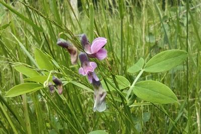 <i>Lathyrus linifolius</i>