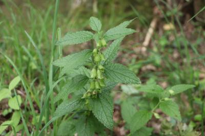 <i>Melittis melissophyllum</i>