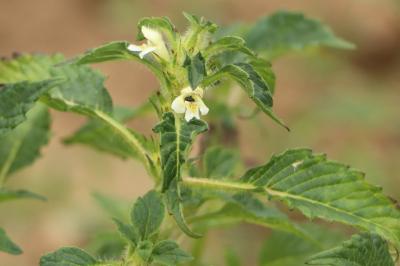<i>Galeopsis tetrahit</i>