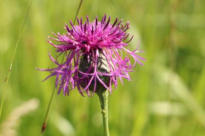 <i>Centaurea scabiosa</i>