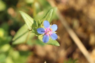 <i>Lysimachia foemina</i>