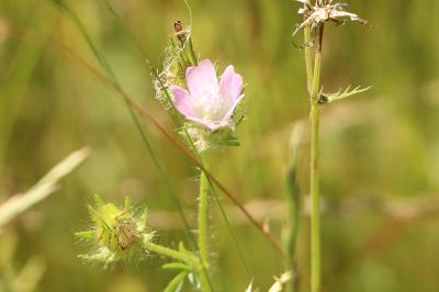 <i>Malva setigera</i>
