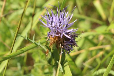 Carthamus mitissimus