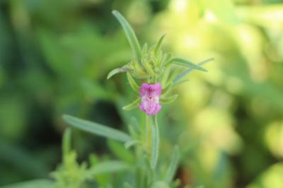 <i>Misopates orontium</i>