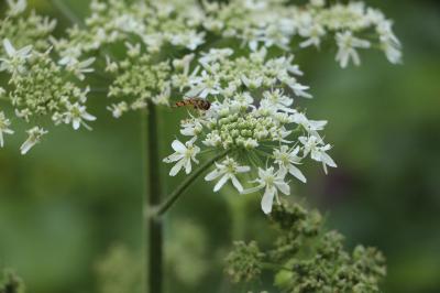 <i>Heracleum sphondylium</i>