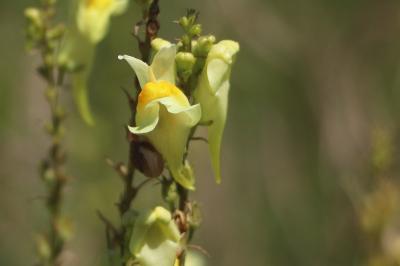 <i>Linaria vulgaris</i>