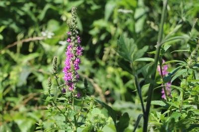 <i>Lythrum salicaria</i>