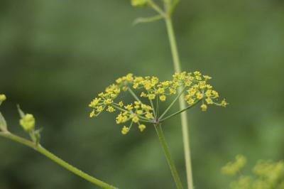 <i>Pastinaca sativa</i>