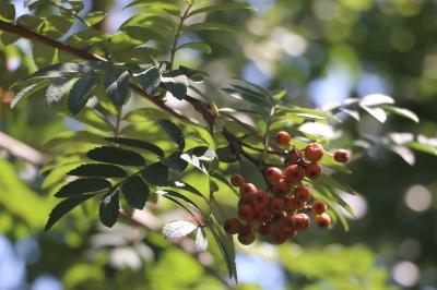 <i>Sorbus aucuparia</i>