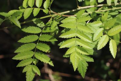 <i>Sorbus aucuparia</i>