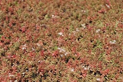 <i>Sedum rubens</i>