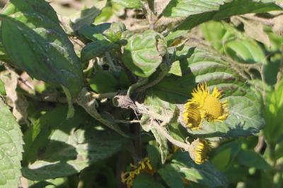 <i>Pulicaria dysenterica</i>