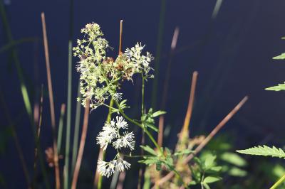 <i>Thalictrum flavum</i>
