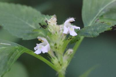 <i>Galeopsis tetrahit</i>
