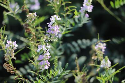 <i>Galega officinalis</i>