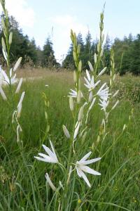 <i>Anthericum liliago</i>