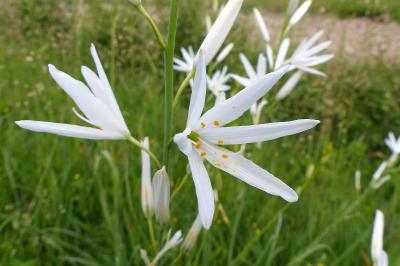 <i>Anthericum liliago</i>