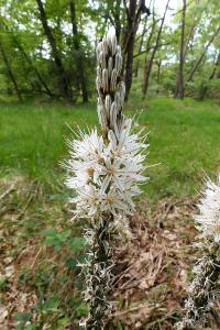 <i>Asphodelus albus</i>