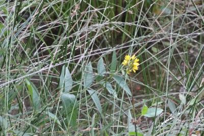 <i>Lysimachia vulgaris</i>