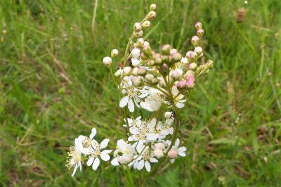 <i>Filipendula vulgaris</i>