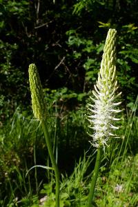<i>Phyteuma spicatum</i>