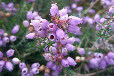 Ericaceae