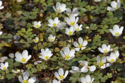 <i>Ranunculus ololeucos</i>