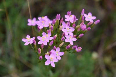 <i>Centaurium erythraea</i>