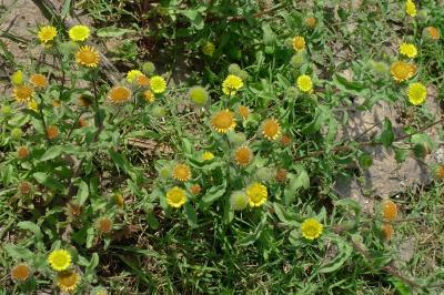 <i>Pulicaria vulgaris</i>