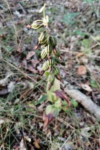 <i>Epipactis helleborine</i>