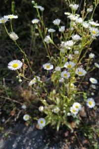 <i>Aster</i>
