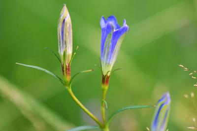 Gentianaceae
