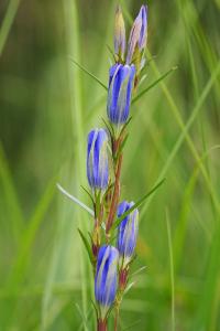 <i>Gentiana pneumonanthe</i>